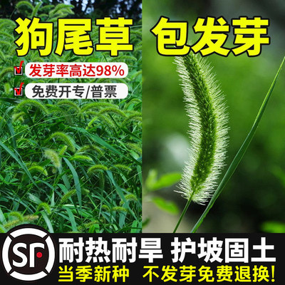 狗尾巴草种子野草种杂草种籽狗尾草种子耐旱绿化观赏草籽护坡牧草