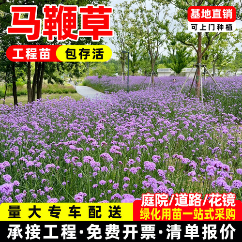 白千层茶树盆栽苗小型灌木