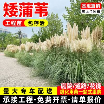 矮蒲苇盆栽芦苇草庭院花园植物