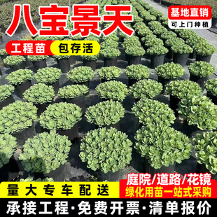 八宝景天盆栽佛甲草中华景天草皮覆盖植物庭院别墅造景配植工程苗