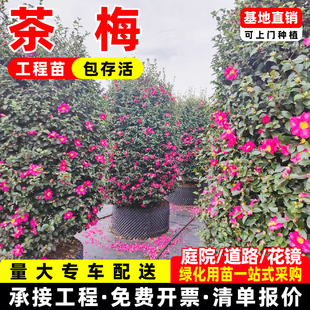 成都茶梅花树苗茶梅球高杆茶梅造型茶梅别墅庭院大型耐风景树盆栽