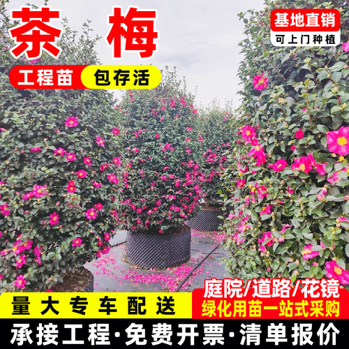 成都茶梅花树苗茶梅球高杆茶梅造型茶梅别墅庭院大型耐风景树盆栽