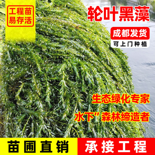 轮叶黑藻鲜草节节草灯笼泡芽苗鱼虾蟹养殖专用草耐高温增氧水草