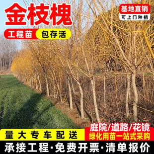 金枝槐树黄金槐金枝国槐黄花槐绿化苗木行道彩色观赏风景行道树苗