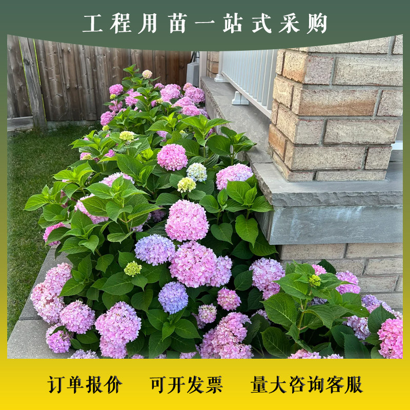 无尽夏绣球大苗花卉盆栽阳台庭院别墅花园绿化网红易活好养四季,鲜花速递/花卉仿真/绿植园艺,绣球/木绣球/木本植物,淘宝优惠券,粉丝福利购,淘宝优惠卷