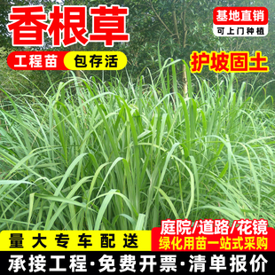 香根草苗岩兰草苗箱根草多年书水土治理矿山修复护坡固土绿化工程
