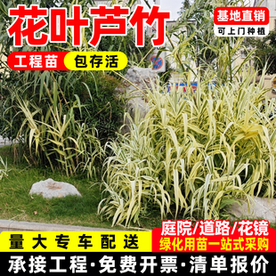 水生植物花卉花叶芦竹苗池塘河道园林净化水质挺水植物花叶芦竹苗