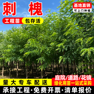 刺槐树苗洋槐树苗红花紫穗槐荒山复绿护坡固土工程绿化黄花槐树苗