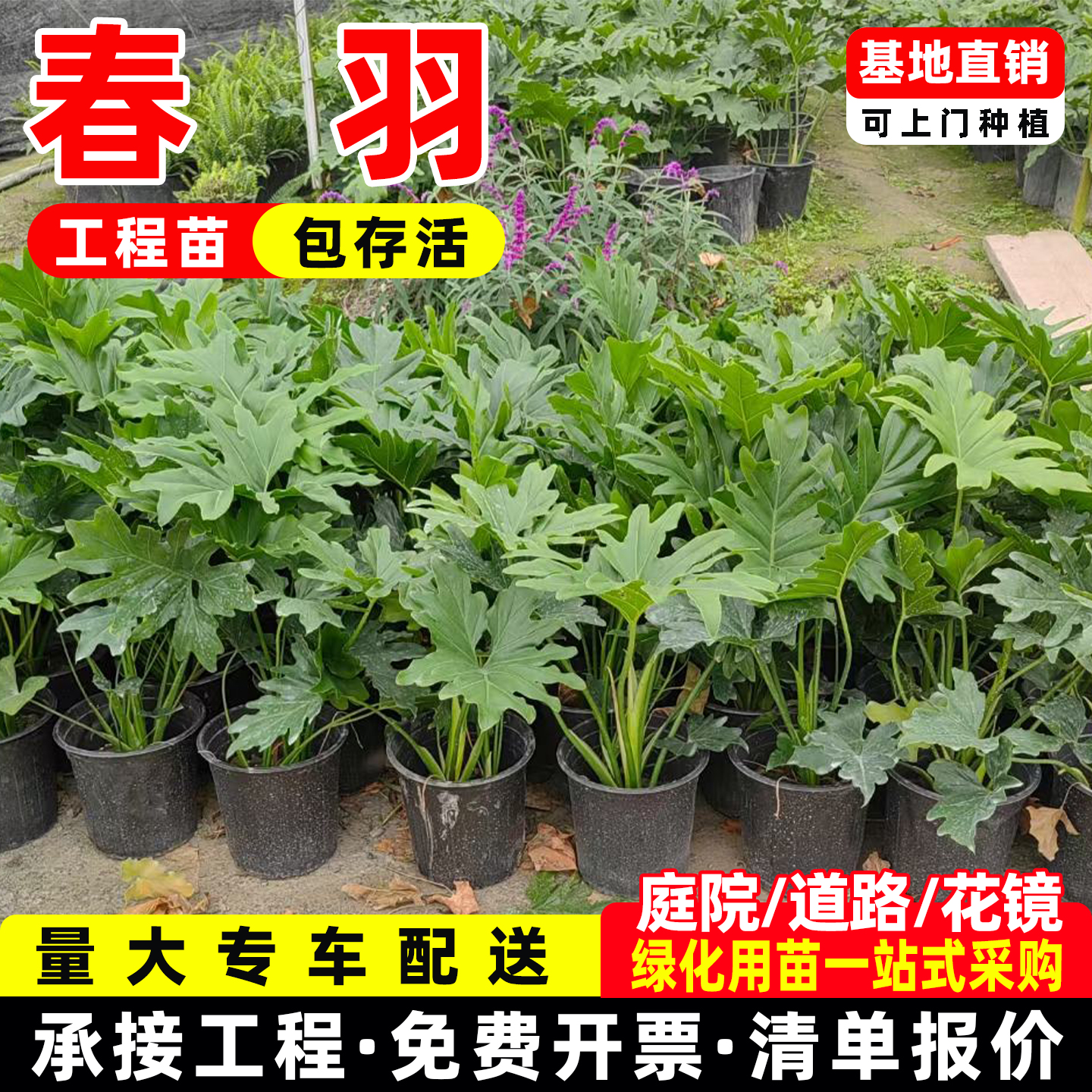 春羽春雨室内植物绿植盆栽绿化工程净化空气办公盆栽水培盆景花卉