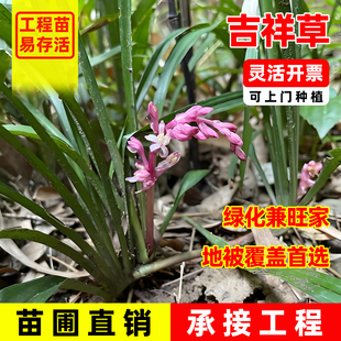 吉祥草多年生常绿地被草本绿植吉祥草树荫下耐阴寒草坪植物吉祥草