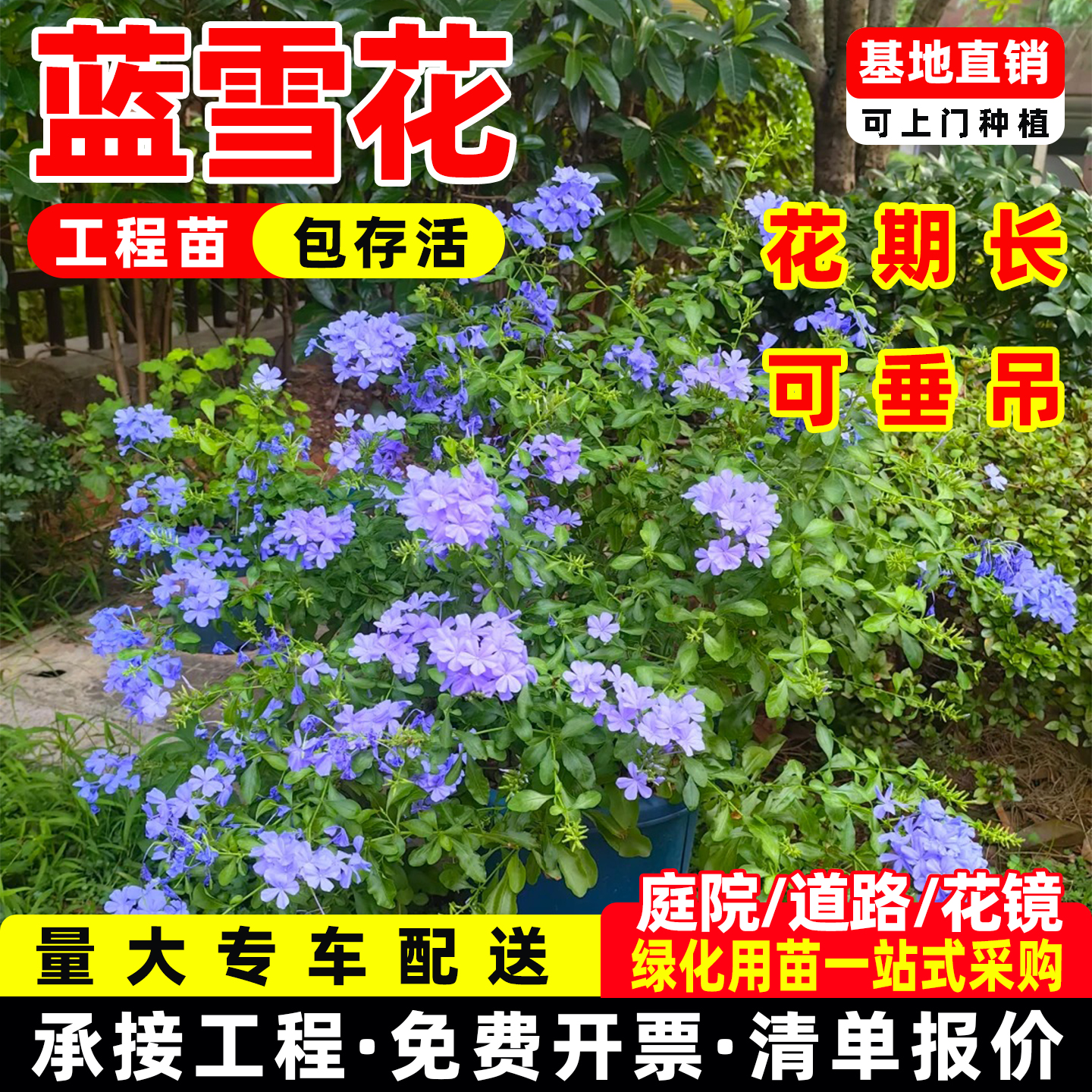 蓝雪花盆栽植物苗多季开花阳台花园观赏爬藤植物耐热易养活花卉