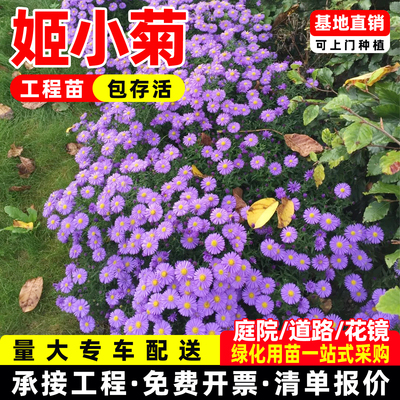 姬小菊盆栽带花苞发货的花玛格丽特多季开花阳台花卉植物绿化工程