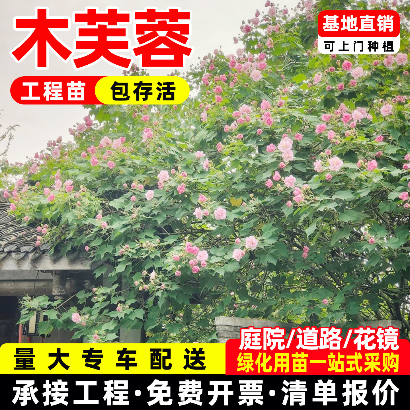 当年开花盆栽重瓣醉芙蓉花苗 木芙蓉 三醉芙蓉变色耐寒室内外绿化