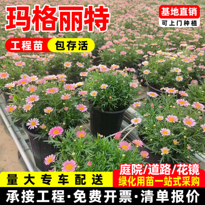 木春菊花玛格丽特庭院