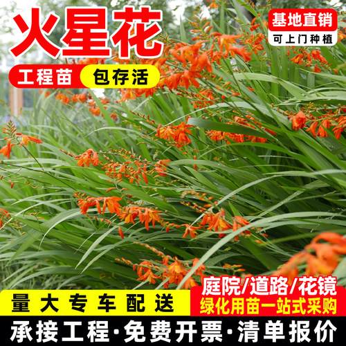 火星花盆栽多年生庭院户外花园绿植花卉耐热耐寒好养球根花境植物
