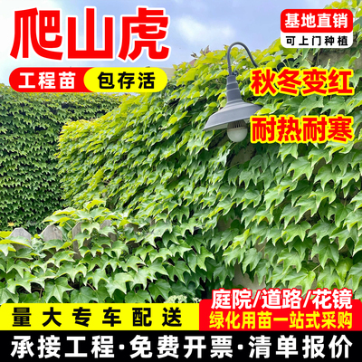 三叶爬山虎苗常青藤户外庭院绿植