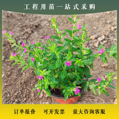 满天星盆栽室内阳台室外庭院好养植物多季开花不断大盆花卉绿植苗