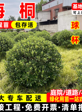 四季常青海桐树苗庭院绿化气味芳香海桐球耐寒植物行道围墙绿篱苗