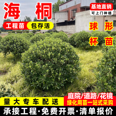 四季常青海桐树苗庭院绿化气味芳香海桐球耐寒植物行道围墙绿篱苗