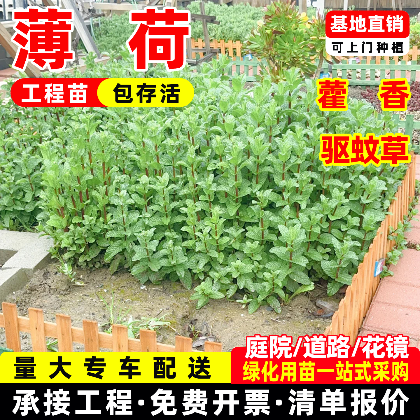 成都薄荷迷迭香藿香驱蚊草盆栽花苗香料植物绿植香味持久基地直发