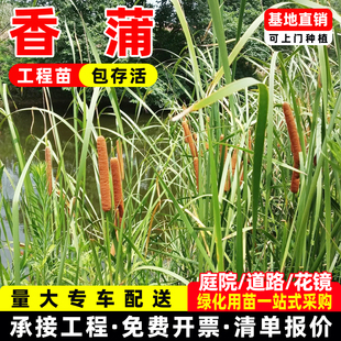 香蒲苗水烛蒲草菖蒲蒲黄香蒲棒池塘湿地公园绿化造景水生挺水植物