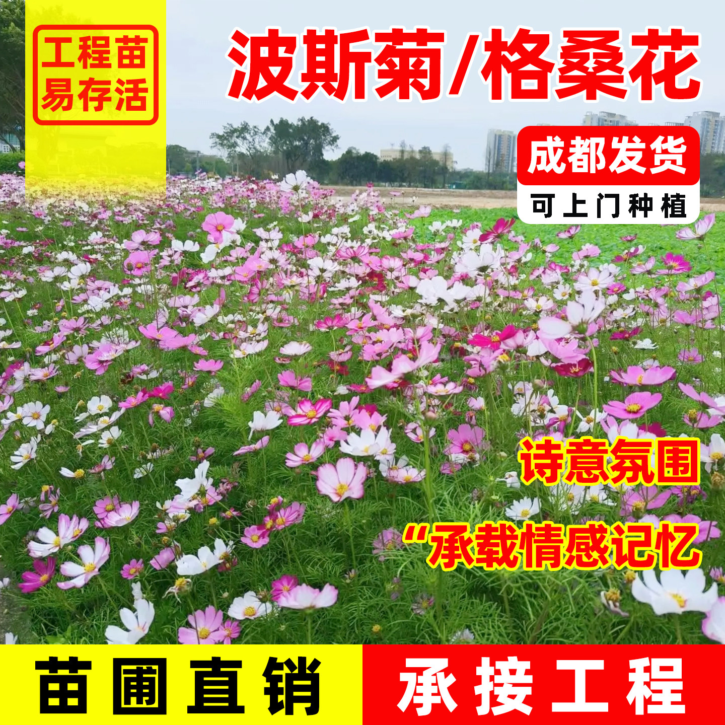 波斯菊盆栽花苗格桑花庭院别墅绿化工程苗种子花籽四季可种花坛图片