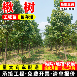 观赏楸树树苗楸桐树行道树绿化风景苗圃楸树种真植物苗木桂花树苗