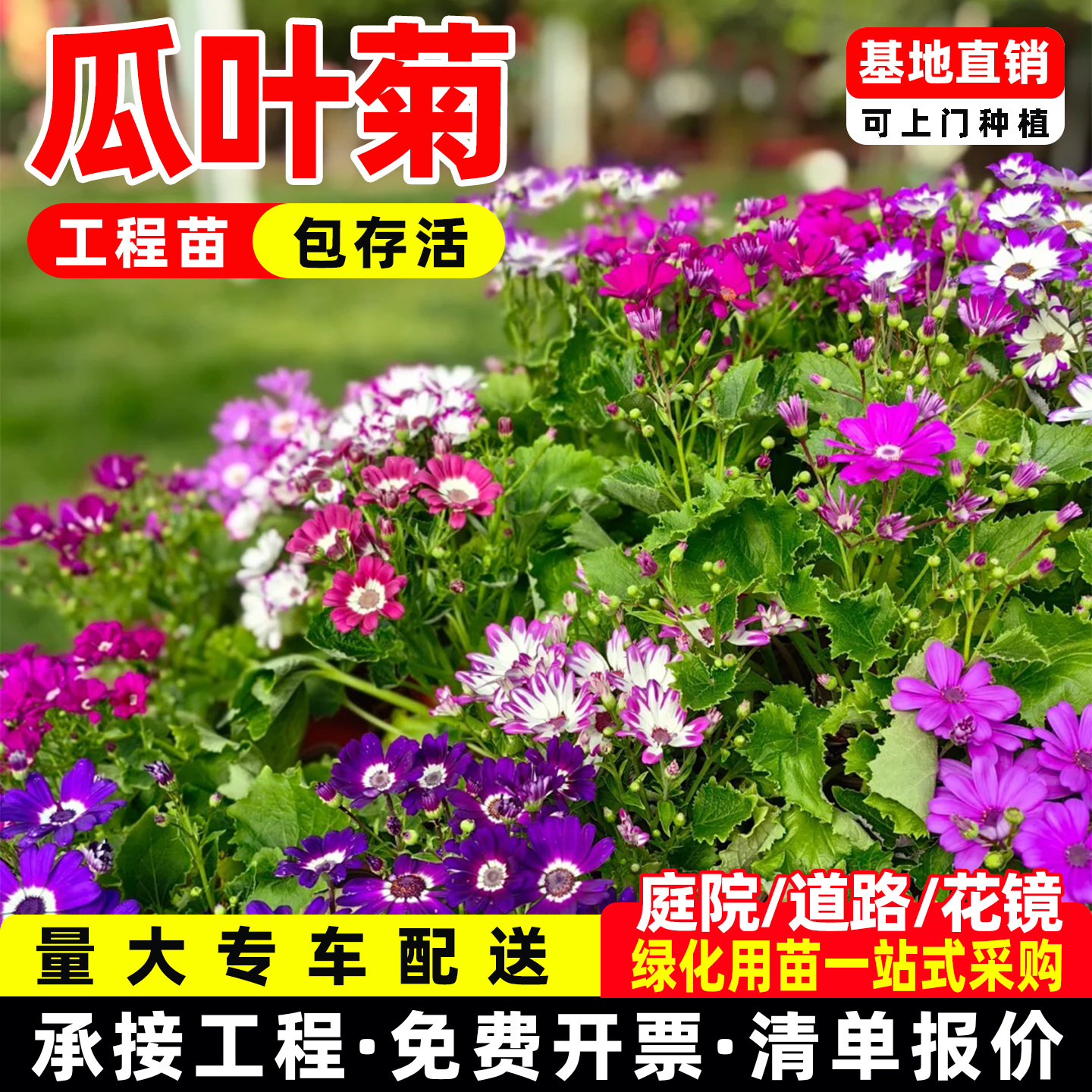 瓜叶菊盆栽带花苗带花阳台花园好养易成活花卉冬季年宵花耐寒植物