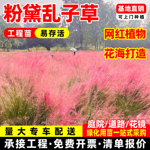 粉黛乱子草花苗网红四季易存活多年生观赏性草本植物耐旱庭院花园