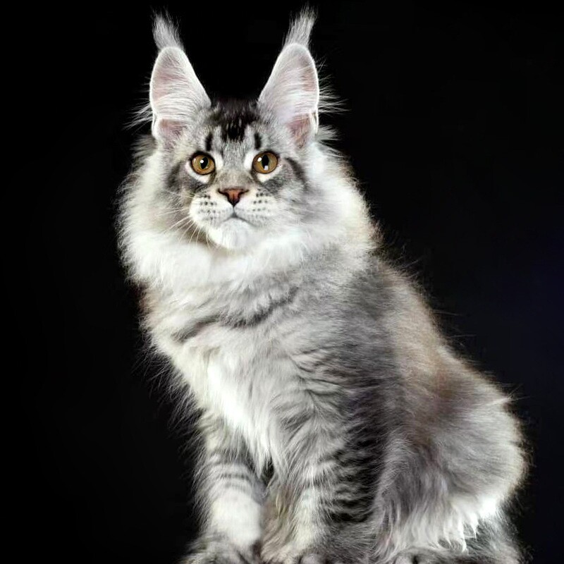 缅因猫幼猫纯种宠物猫俄罗斯巨型猫咪活体烟灰黑棕银虎斑缅因长毛