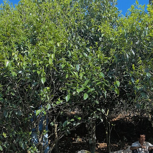 秘境地块山头大古树100克散尝鲜TTK米汤感花香油润性价比超高
