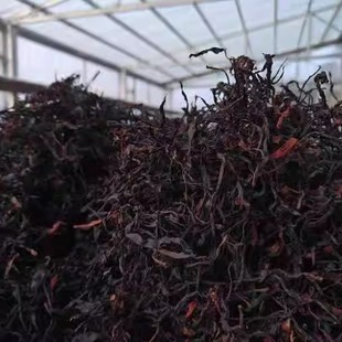 野生古树红茶晒红棠梨山100克头春 超高品质性价比可PK市面1-2K