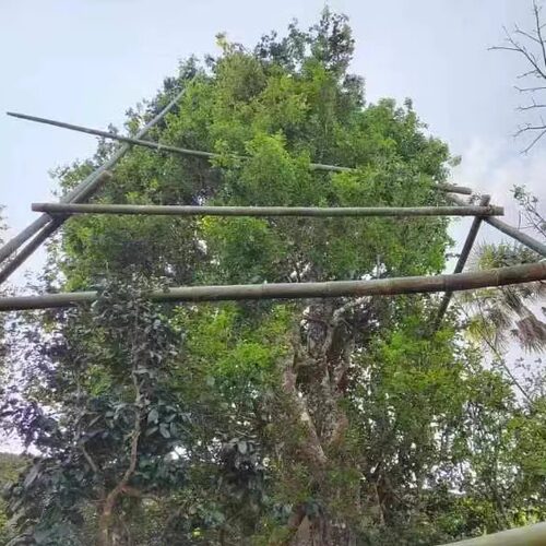 塔驮老虎寨超大千年古树单株甜度润感饱满茶气足香韵