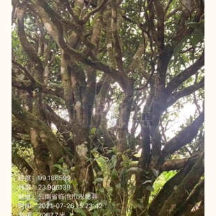 武家寨200克头采永德转化之王汤粘稠茶气厚 山头玩家珍藏品