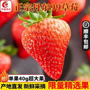 正宗丹东99草莓特大果新鲜红颜九九孕妇草莓当季草莓礼盒牛奶草莓