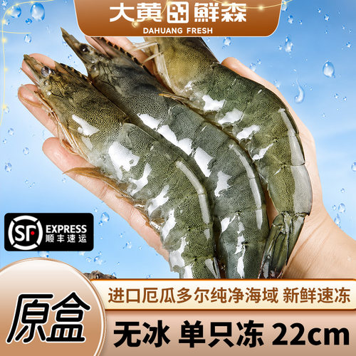 大黄鲜森厄瓜多尔白对虾