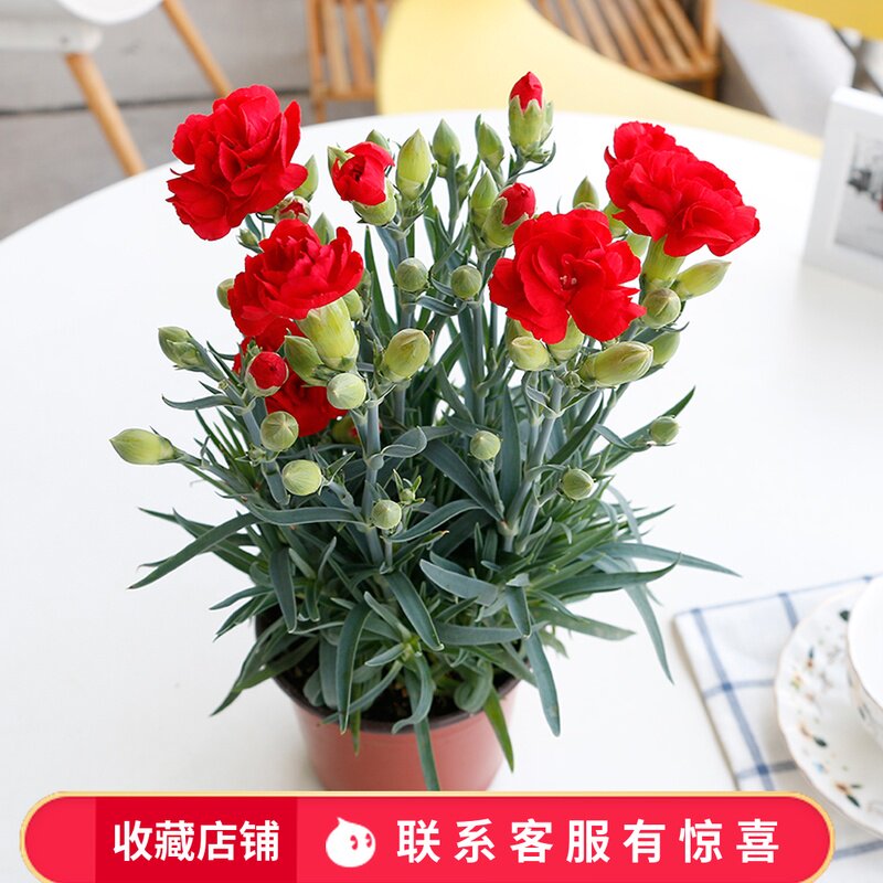 重瓣康乃馨盆栽带土阳台开花植物