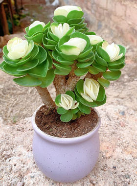 金钱木老桩带锦植物招财树客厅