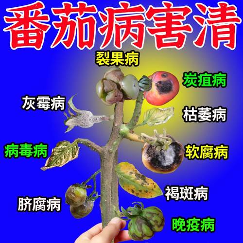 番茄专用番茄黑杆病炭疽病全治