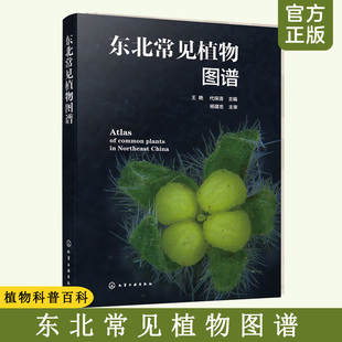 野外鉴别方法 东北常见植物图谱 科种属种检索表速查一本通 奥秘植物志 青少年植物爱好者自然科普百科实用教程图鉴手册书籍 植物