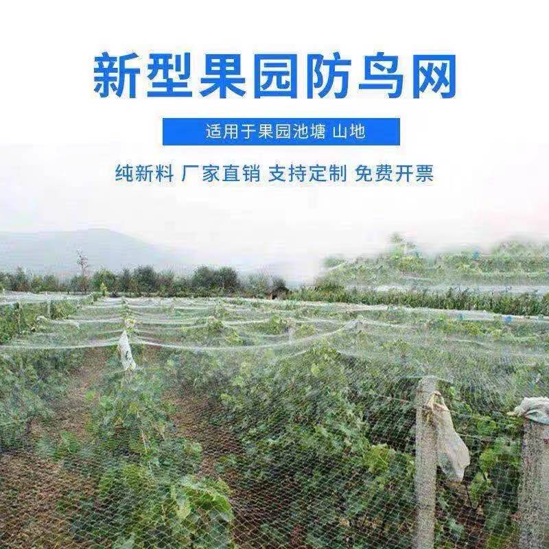 防鸟网果园葡萄大棚保护网家用果农用防鸟网