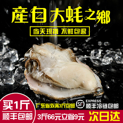 乳山生蚝肉鲜活现剥牡蛎海蛎子去壳1斤新鲜即食冷冻一箱罐装水产