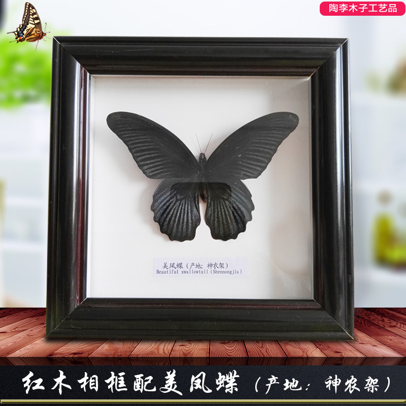 真蝴蝶标本生日相框巴黎碧凤青凤蝶 工艺品结婚昆虫收藏送礼包邮在类目 家居饰品, 装饰画, 标本类装饰画中 - 来自Buy2taobao.com提供专业的淘宝代购服务