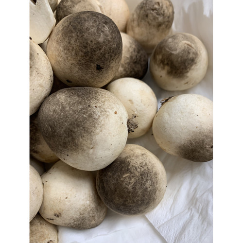 新鲜蘑菇草菇新鲜现采现发