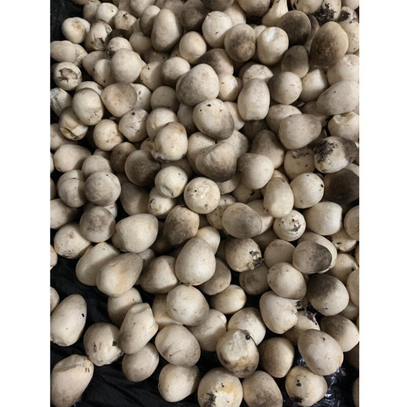 新鲜草菇当天采摘包邮发货非干货不泡水鸡心菇兰花菇新鲜蔬菜蘑菇