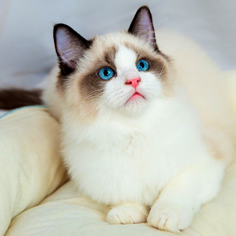 纯种布偶猫幼猫家养海双蓝猫幼崽英短小猫咪活物可爱蓝白猫宠物猫