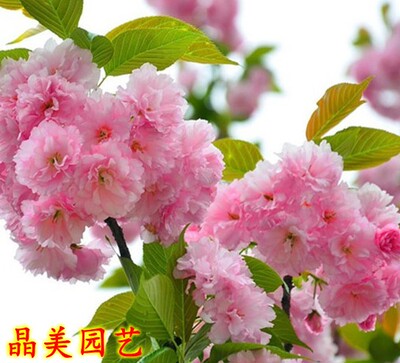 樱花树苗南北方种植庭院盆栽绿化