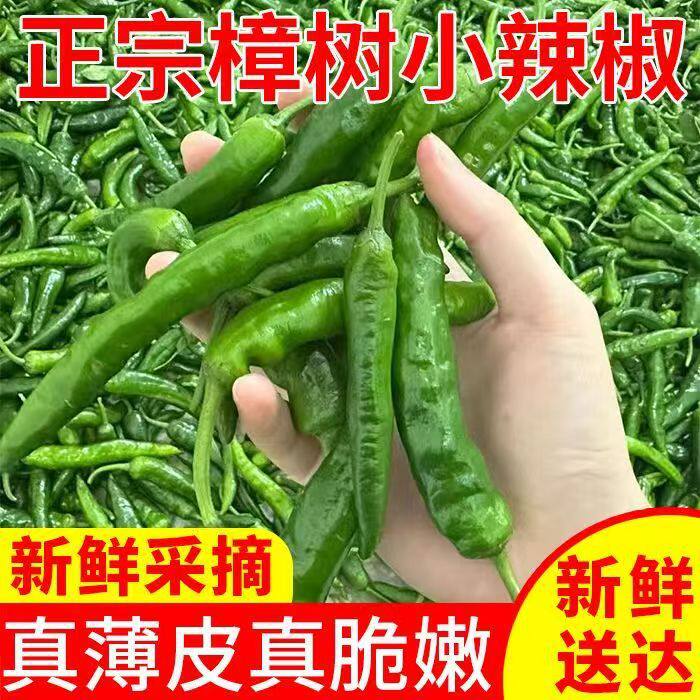 湖南正宗樟树港辣椒现摘新鲜小辣