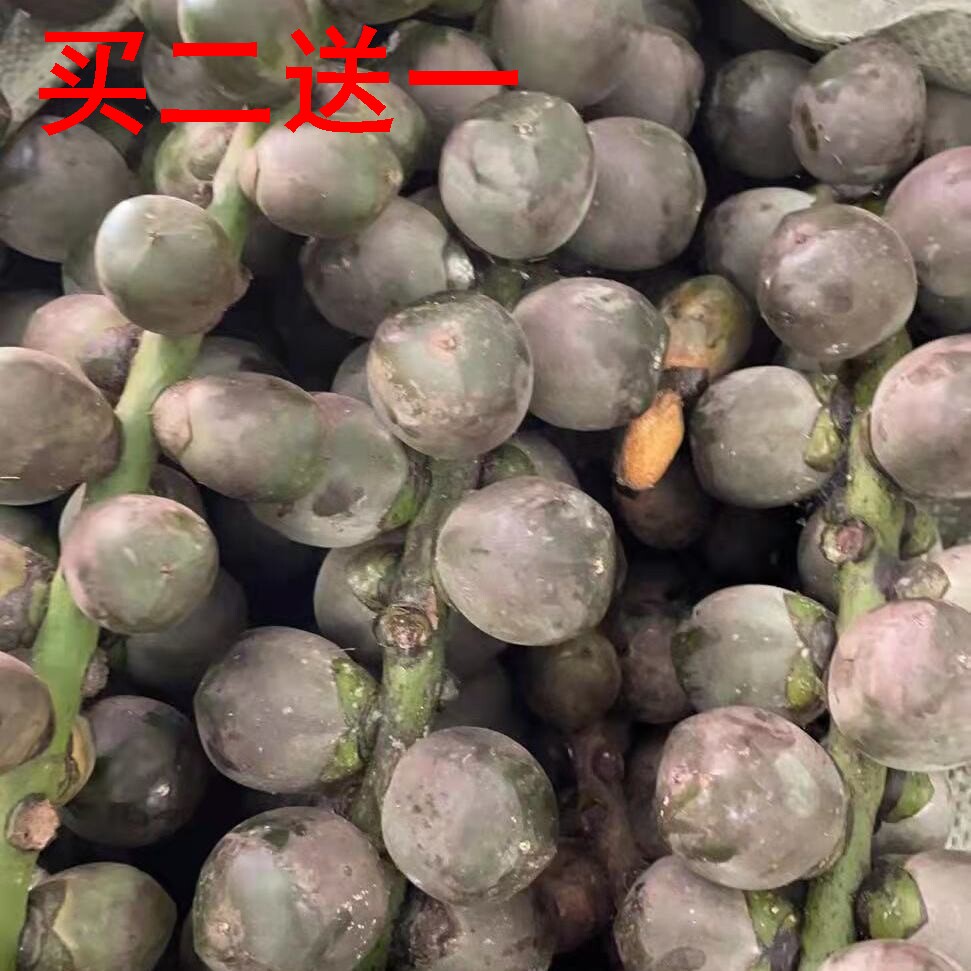 越南新鲜追风果泡酒野生刺虎大果中药材伸筋草纯进口特大果正宗