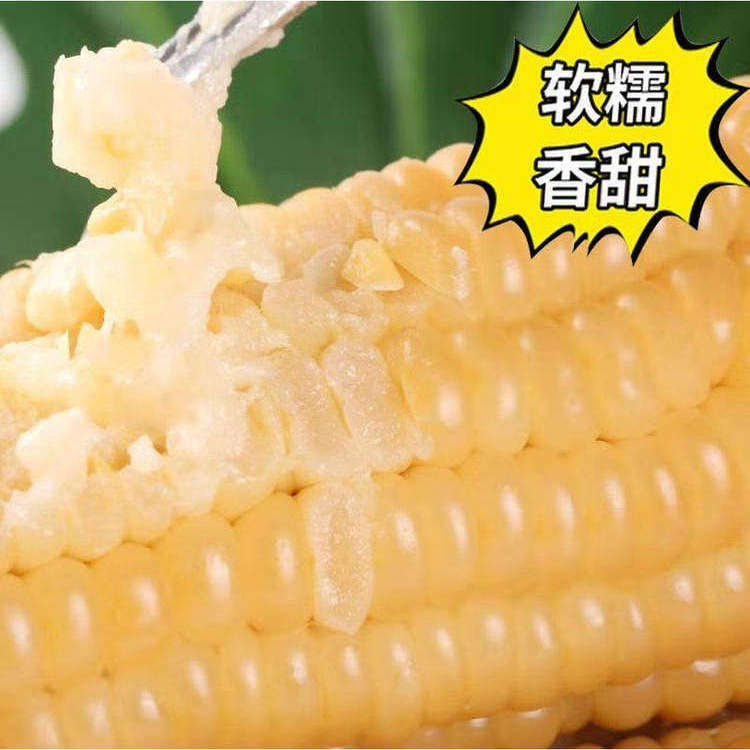 【诚信古塔玉米】10只东北软糯香甜真空白黏粘玉米棒,粮油调味/速食/干货/烘焙,玉米,淘宝优惠券,粉丝福利购,淘宝优惠卷